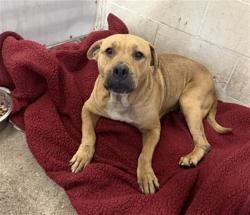 Shelter Stray Female Dog last seen Near BLOCK E ERWIN ST, 333 Chandler Pl, San Bernardino, CA 92408, USA