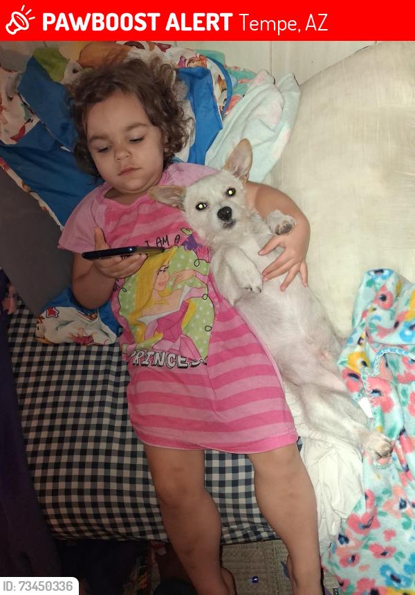 Lost Male Dog last seen Scottsdale rd and curry, Tempe, AZ 85288