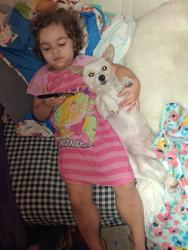 Lost Male Dog last seen Scottsdale rd and curry, Tempe, AZ 85288