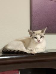 Lost Female Cat last seen Oxford and Emerson, Chula Vista, CA 91911