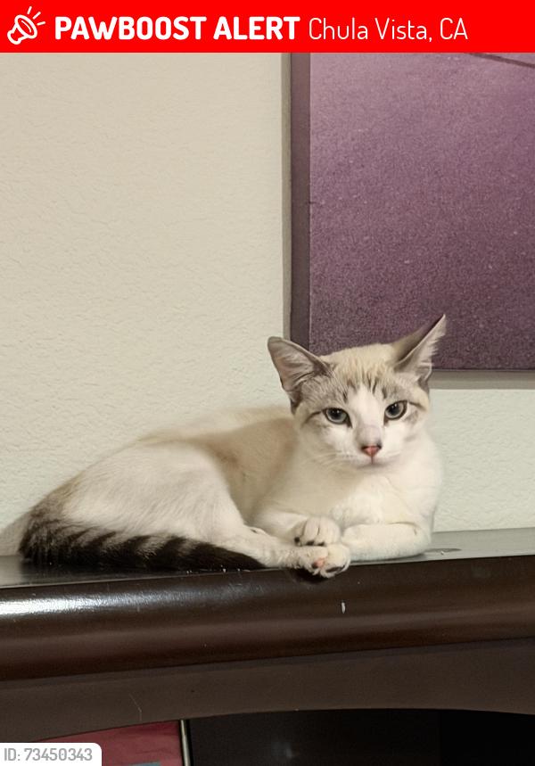 Lost Female Cat last seen Oxford and Emerson, Chula Vista, CA 91911