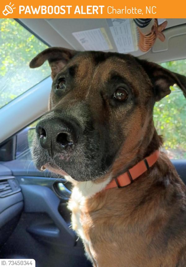 Found/Stray Male Dog last seen Nations Ford Road, Charlotte, NC 28217