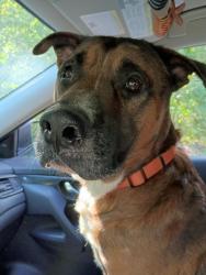 Found/Stray Male Dog last seen Nations Ford Road, Charlotte, NC 28217