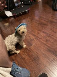 Lost Male Dog last seen Oswell Park Dr. & Oswell Point Ln., Bakersfield, CA 93307