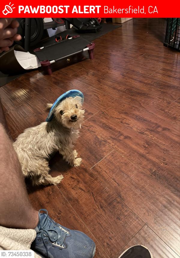 Lost Male Dog last seen Oswell Park Dr. & Oswell Point Ln., Bakersfield, CA 93307