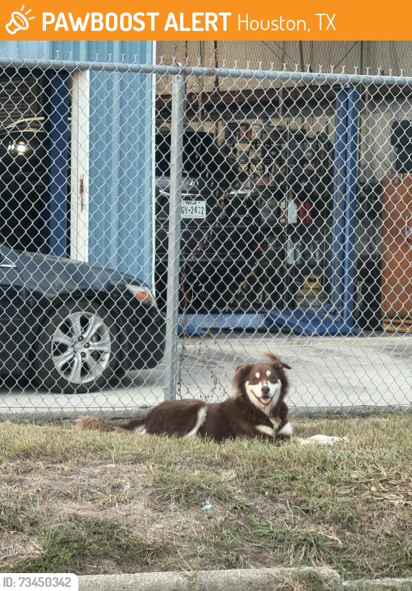 Found/Stray Male Dog last seen Near Grannis St Houston, TX 77075 United States, Houston, TX 77075