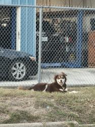 Found/Stray Male Dog last seen Near Grannis St Houston, TX 77075 United States, Houston, TX 77075