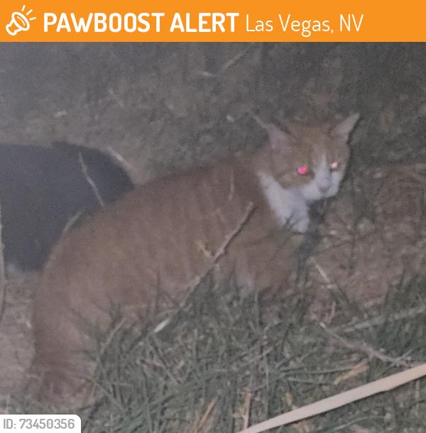 Found/Stray Unknown Cat last seen Dorrell and Torrey Pines, Las Vegas, NV 89131