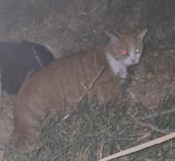 Found/Stray Unknown Cat last seen Dorrell and Torrey Pines, Las Vegas, NV 89131