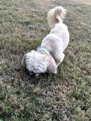 Found/Stray Male Dog last seen Richwood/ Canewood Cv., Memphis, TN 38103