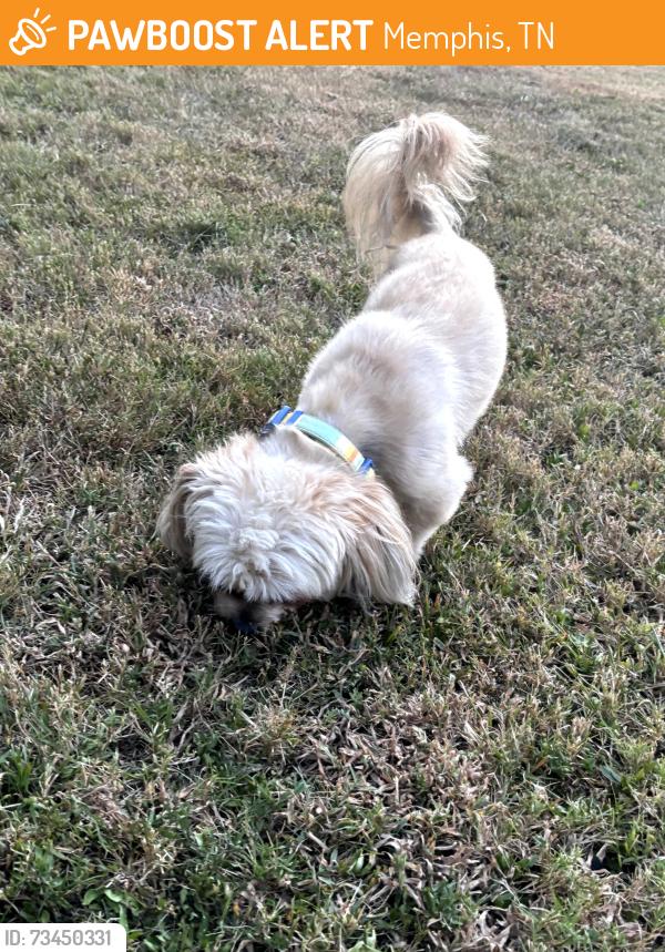 Found/Stray Male Dog last seen Richwood/ Canewood Cv., Memphis, TN 38103