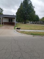 Lost Male Dog last seen Wiley post Bethany Oklahoma, Bethany, OK 73008