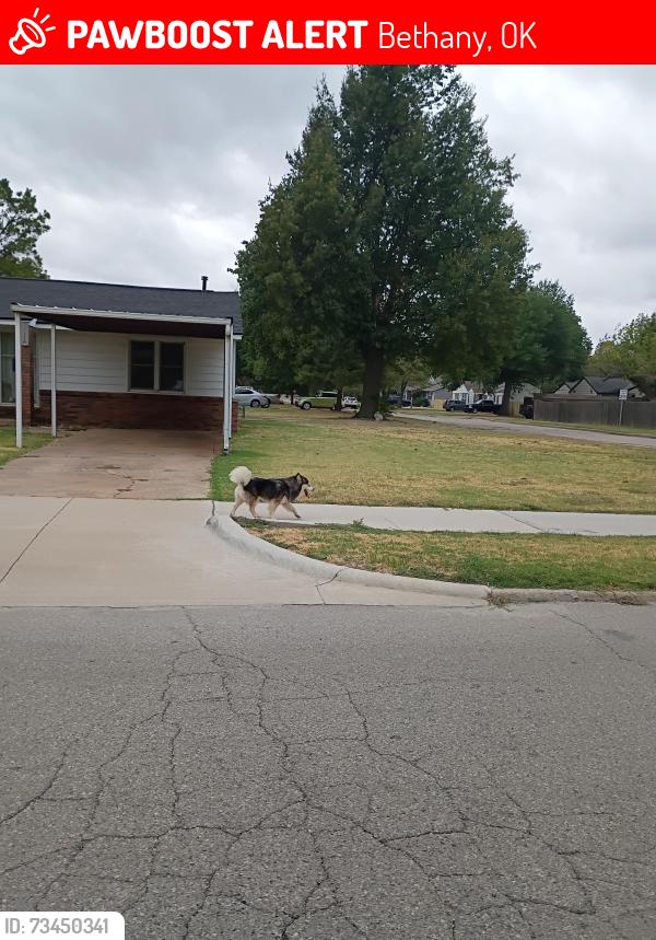 Lost Male Dog last seen Wiley post Bethany Oklahoma, Bethany, OK 73008
