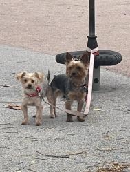 Reunited Female Dog last seen Conway, Milpitas, CA 95035