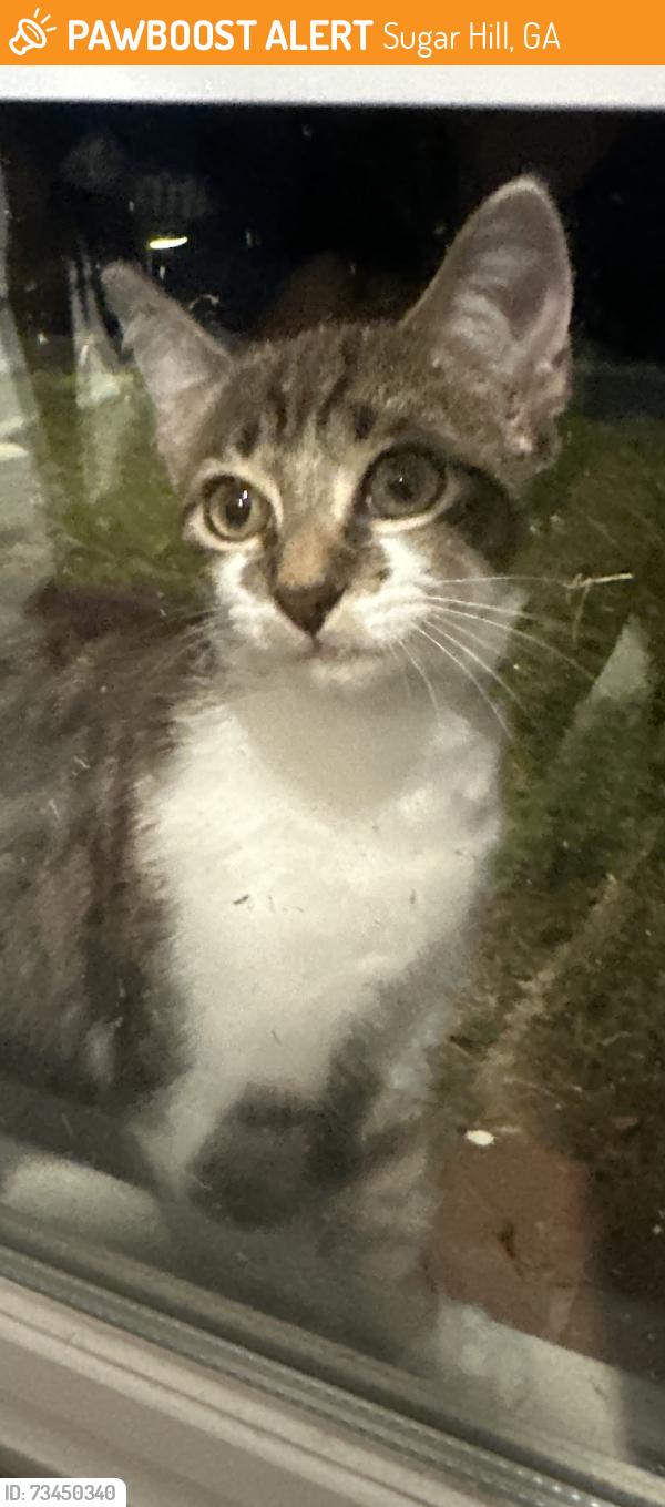 Found/Stray Unknown Cat last seen Level creek Rd, Allison Dr., Sugar Hill, GA 30518