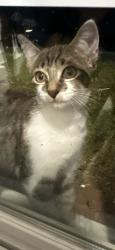 Found/Stray Unknown Cat last seen Level creek Rd, Allison Dr., Sugar Hill, GA 30518