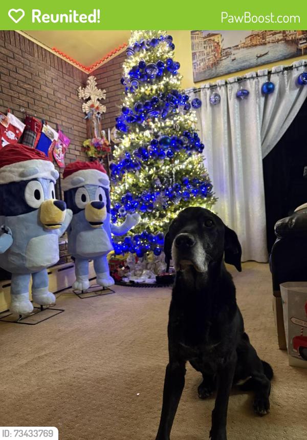 Reunited Male Dog last seen Near stone street, Newark, NJ 07104
