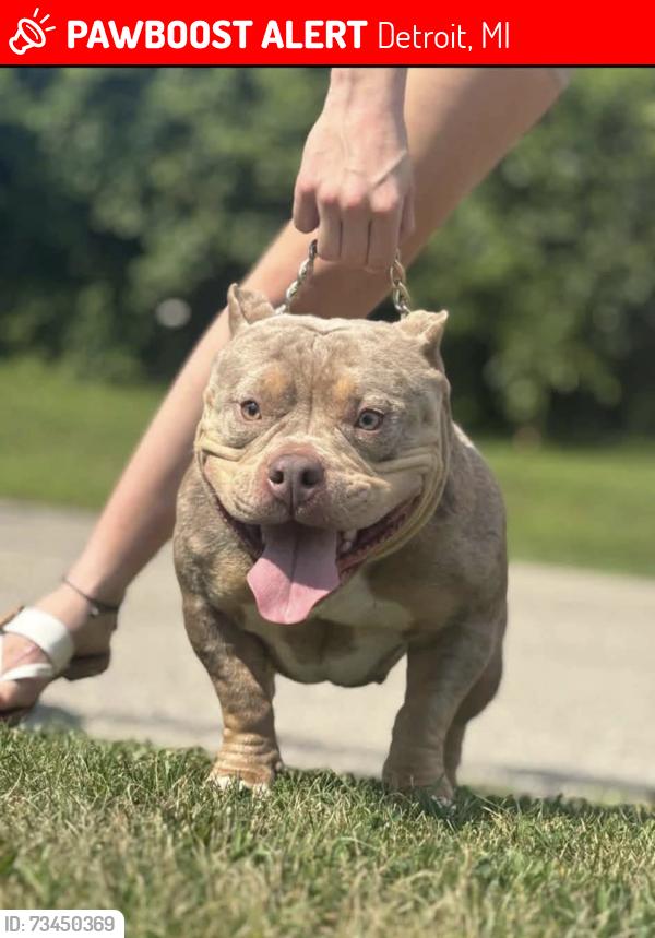 Lost Female Dog last seen Griggs st, Detroit, MI 48221