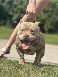 Lost Female Dog last seen Griggs st, Detroit, MI 48221