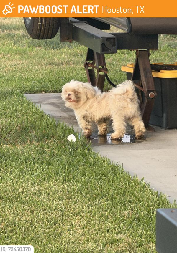 Found/Stray Unknown Dog last seen 1960, briarcreek, Houston, TX 77073