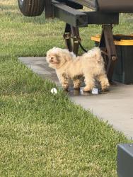 Found/Stray Unknown Dog last seen 1960, briarcreek, Houston, TX 77073