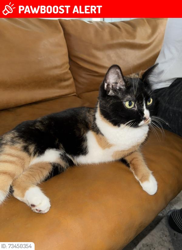 Lost Female Cat last seen Roberts lane west Chester pa, West Goshen Township, PA 19382