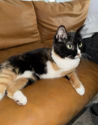 Lost Female Cat last seen Roberts lane west Chester pa, West Goshen Township, PA 19382