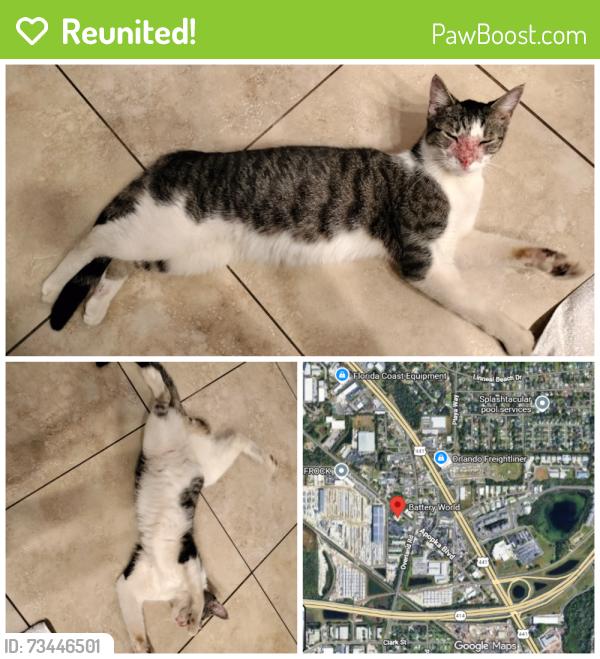 Reunited Male Cat last seen Near Apopka Blvd B, Apopka, FL 32703, Apopka, FL 32703