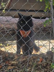 Found/Stray Unknown Cat last seen 11th and garey, Pomona, CA 91766