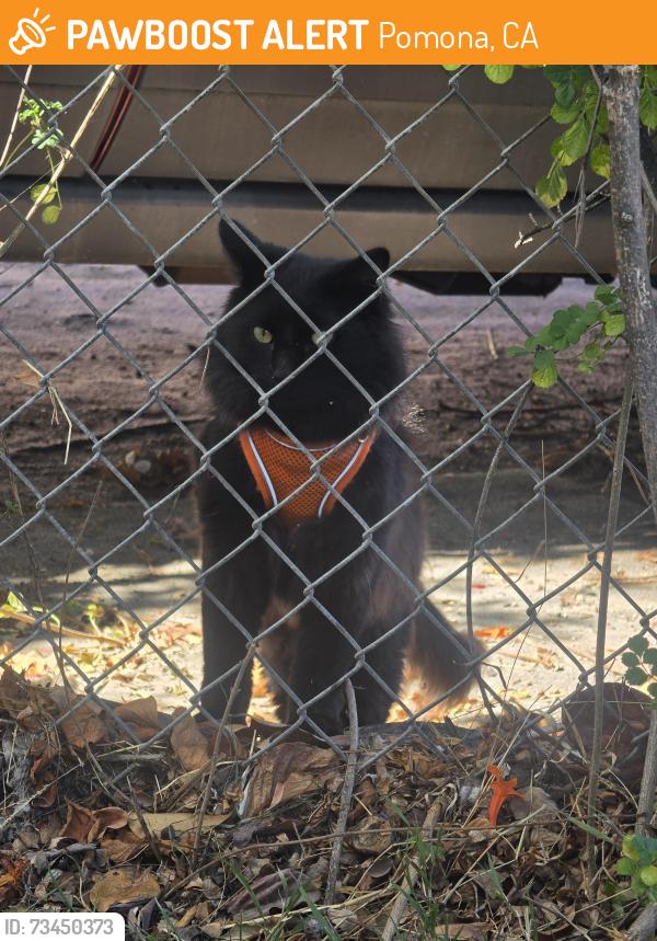 Found/Stray Unknown Cat last seen 11th and garey, Pomona, CA 91766