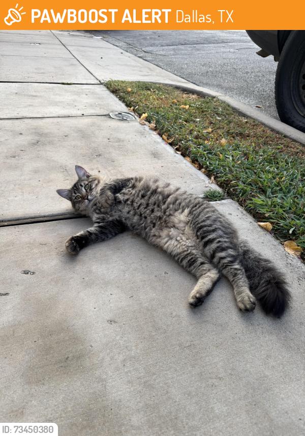 Found/Stray Unknown Cat last seen Fitzhugh and Manett, Dallas, TX 75204
