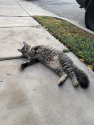 Found/Stray Unknown Cat last seen Fitzhugh and Manett, Dallas, TX 75204