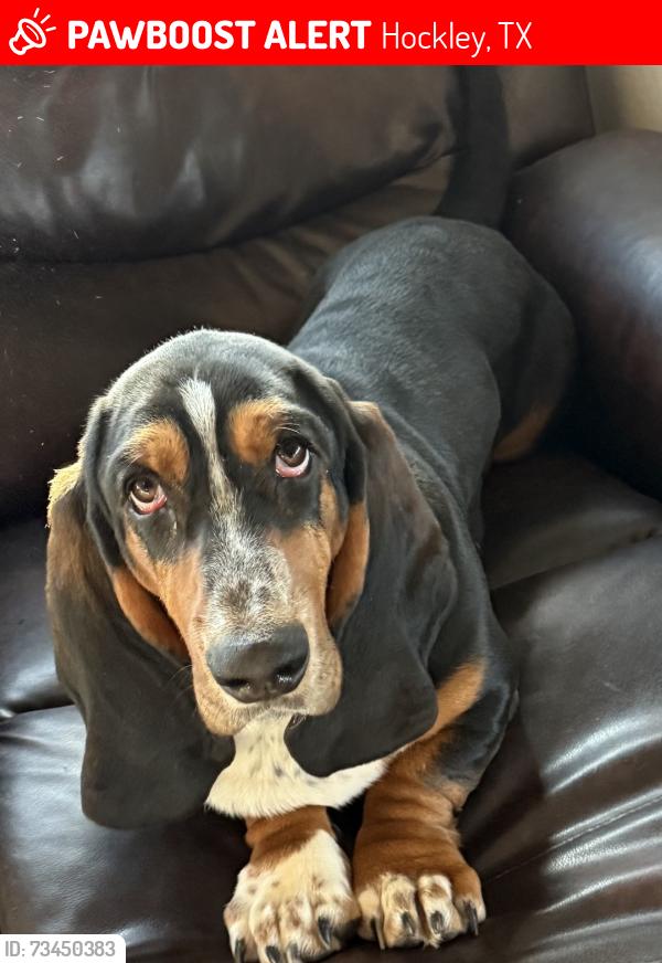 Lost Male Dog last seen Hegar road and 290, Hockley, TX 77447