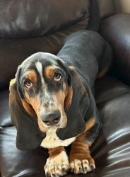Lost Male Dog last seen Hegar road and 290, Hockley, TX 77447