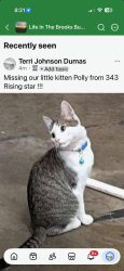 Lost Female Cat last seen Rising Star and huckaby rd, Fayetteville, GA 30215