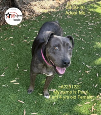 Shelter Stray Female Dog last seen , 1850 W 60th St, Los Angeles, CA 90047, USA