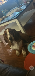 Lost Female Dog last seen Hegar rd and 290, Hockley, TX 77447