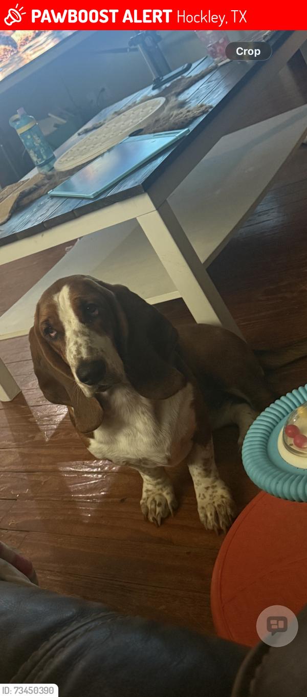 Lost Female Dog last seen Hegar rd and 290, Hockley, TX 77447
