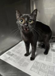 Shelter Stray Female Cat last seen , West Valley Animal Shelter, 20655 Plummer St, Chatsworth, CA 91311, USA