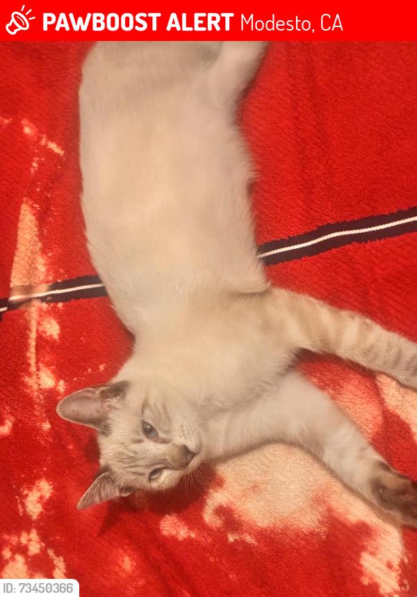 Lost Male Cat last seen Near Dalby ct and Conrad, Modesto, CA 95358