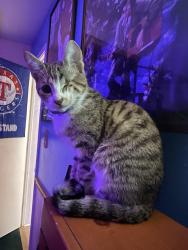 Lost Female Cat last seen On white oak near 3799, Big Sandy, TX 75755