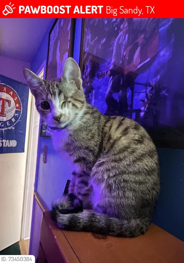 Lost Female Cat last seen On white oak near 3799, Big Sandy, TX 75755