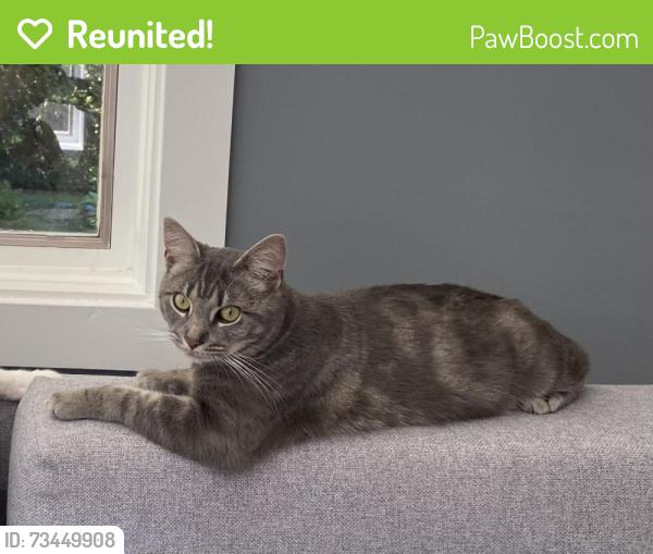 Reunited Male Cat last seen Summer Avenue and Park Avenue, Edgewater Park, NJ 08010