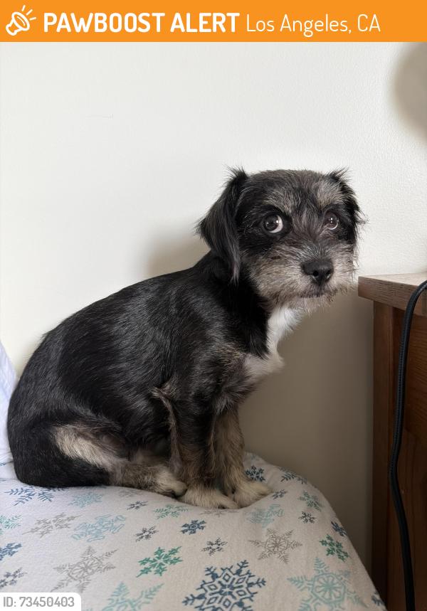 Found/Stray Female Dog last seen Near Flower St, Los Angeles, CA 90007, Los Angeles, CA 90007