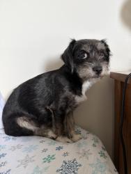 Found/Stray Female Dog last seen Near Flower St, Los Angeles, CA 90007, Los Angeles, CA 90007