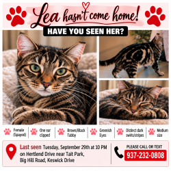 Lost Female Cat last seen Keswick/Hertland/BigHill/TaitPark, Dayton, OH 45439
