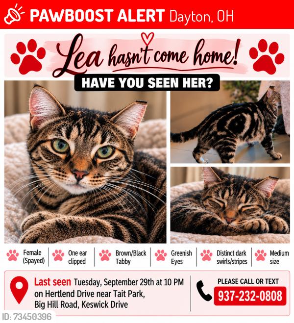 Lost Female Cat last seen Keswick/Hertland/BigHill/TaitPark, Dayton, OH 45439