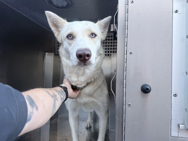 Shelter Stray Female Dog last seen S 75TH AVE AND W SOUTHERN AVE, 2500 S 27th Ave, Phoenix, AZ 85009, USA