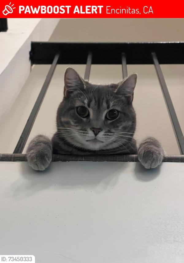 Lost Female Cat last seen Near Avenida De Las Rosas, Encinitas, CA 92024