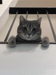 Lost Female Cat last seen Near Avenida De Las Rosas, Encinitas, CA 92024